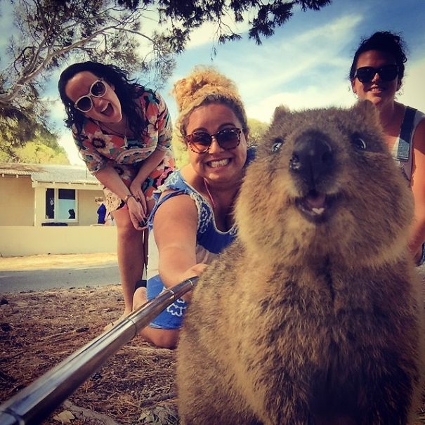 In Posa con il Quokka: Ecco la Nuova Frontiera dell'Autoscatto che arriva dall'Australia