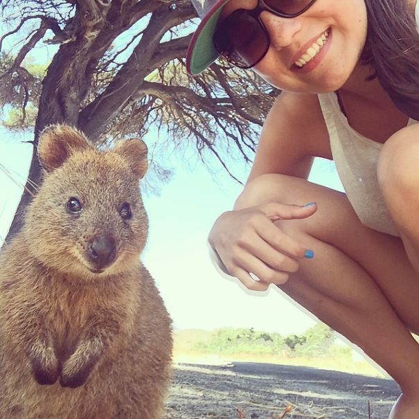 In Posa con il Quokka: Ecco la Nuova Frontiera dell'Autoscatto che arriva dall'Australia