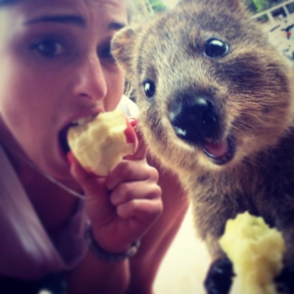 In Posa con il Quokka: Ecco la Nuova Frontiera dell'Autoscatto che arriva dall'Australia