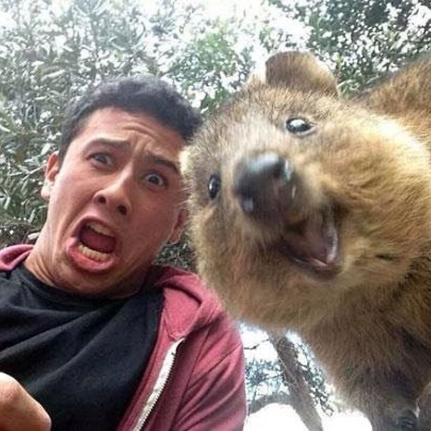 In Posa con il Quokka: Ecco la Nuova Frontiera dell'Autoscatto che arriva dall'Australia