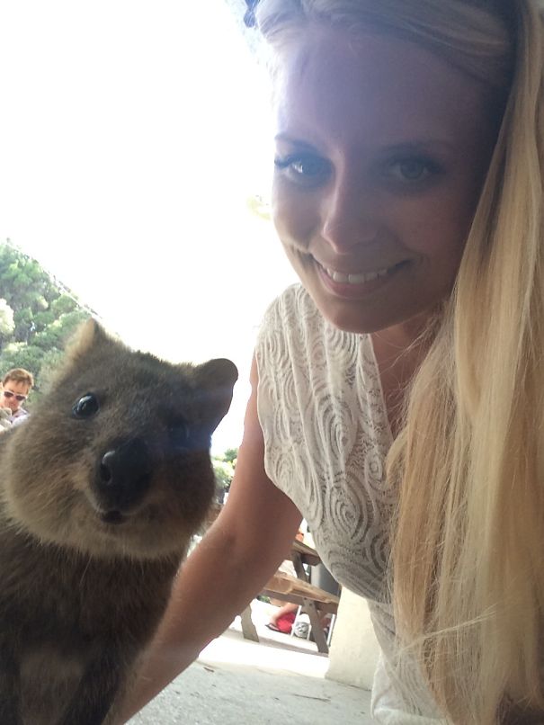 In Posa con il Quokka: Ecco la Nuova Frontiera dell'Autoscatto che arriva dall'Australia