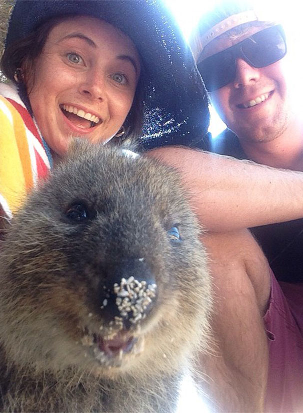 In Posa con il Quokka: Ecco la Nuova Frontiera dell'Autoscatto che arriva dall'Australia