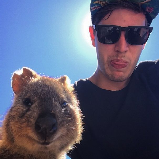 In Posa con il Quokka: Ecco la Nuova Frontiera dell'Autoscatto che arriva dall'Australia
