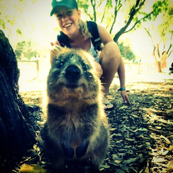 In Posa con il Quokka: Ecco la Nuova Frontiera dell'Autoscatto che arriva dall'Australia