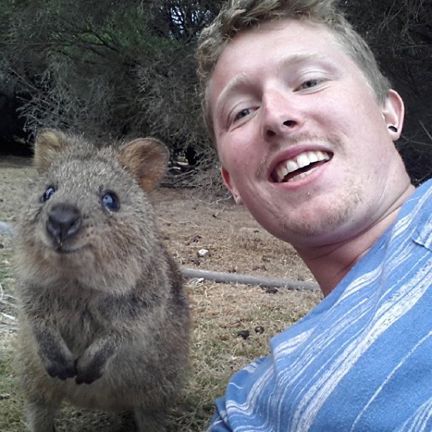 In Posa con il Quokka: Ecco la Nuova Frontiera dell'Autoscatto che arriva dall'Australia