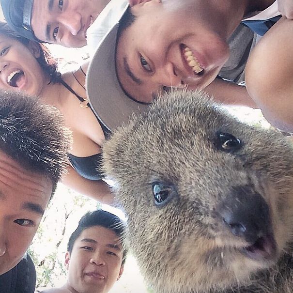 In Posa con il Quokka: Ecco la Nuova Frontiera dell'Autoscatto che arriva dall'Australia