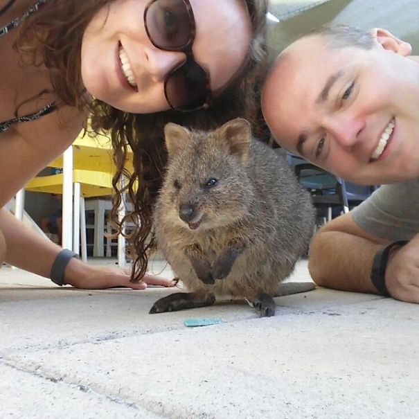 In Posa con il Quokka: Ecco la Nuova Frontiera dell'Autoscatto che arriva dall'Australia