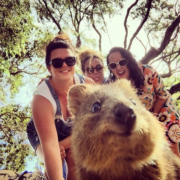 In Posa con il Quokka: Ecco la Nuova Frontiera dell'Autoscatto che arriva dall'Australia