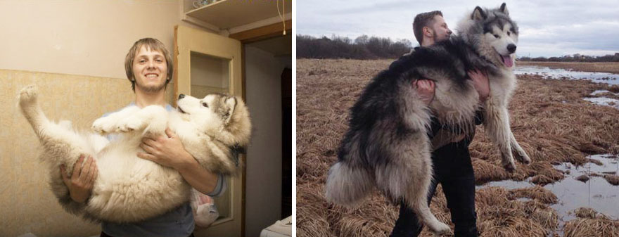Piccoli Cani Crescono: le Foto Prima e Dopo di Questi Dolcissimi Cuccioli