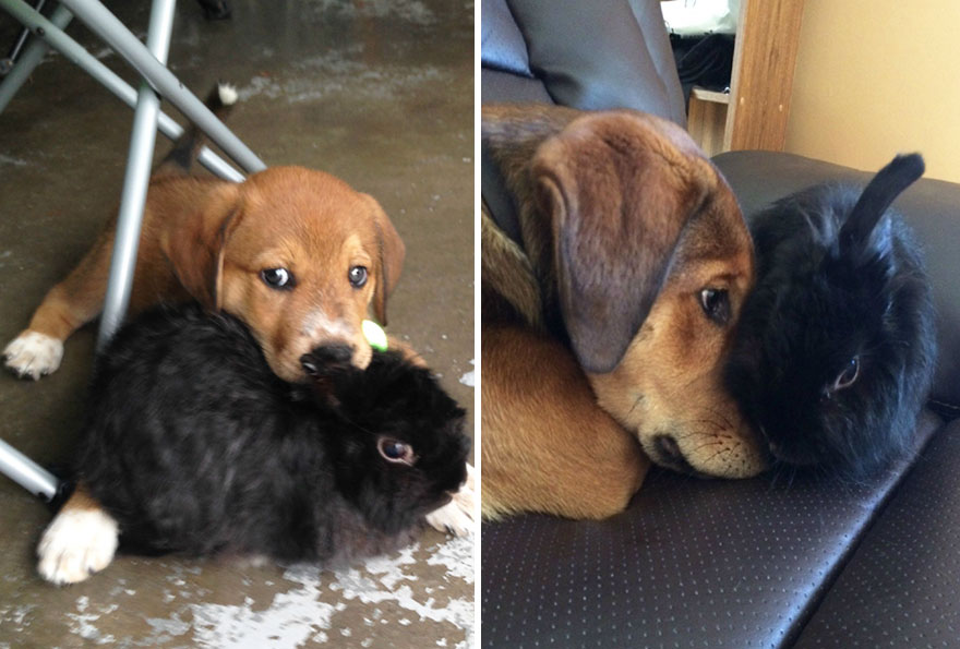 Piccoli Cani Crescono: le Foto Prima e Dopo di Questi Dolcissimi Cuccioli