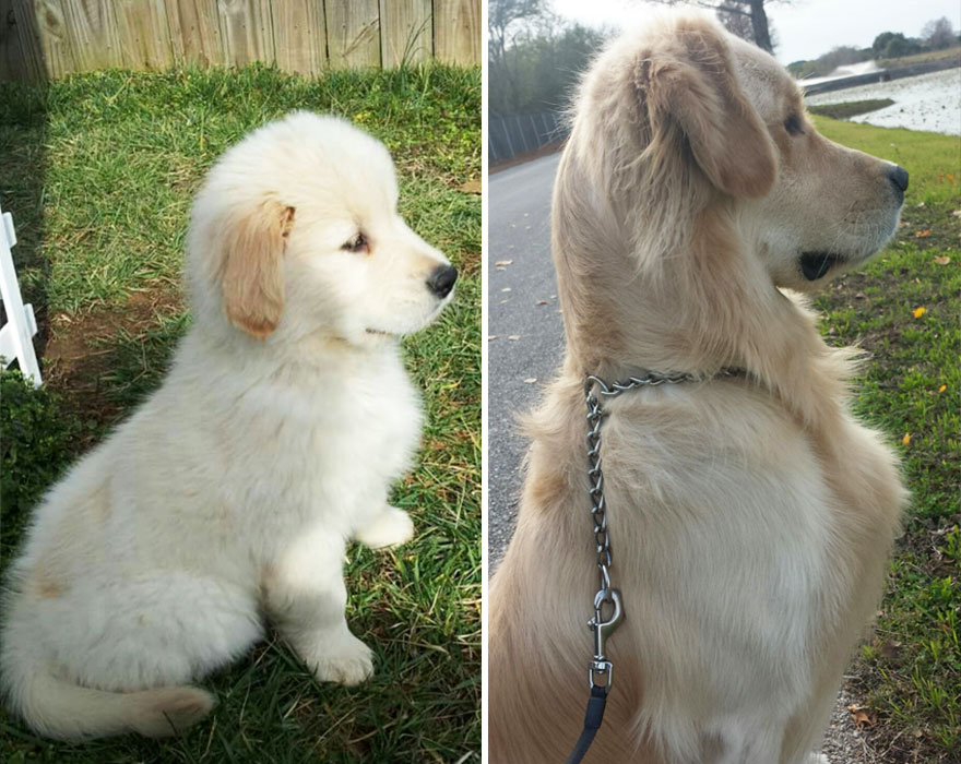 Piccoli Cani Crescono: le Foto Prima e Dopo di Questi Dolcissimi Cuccioli