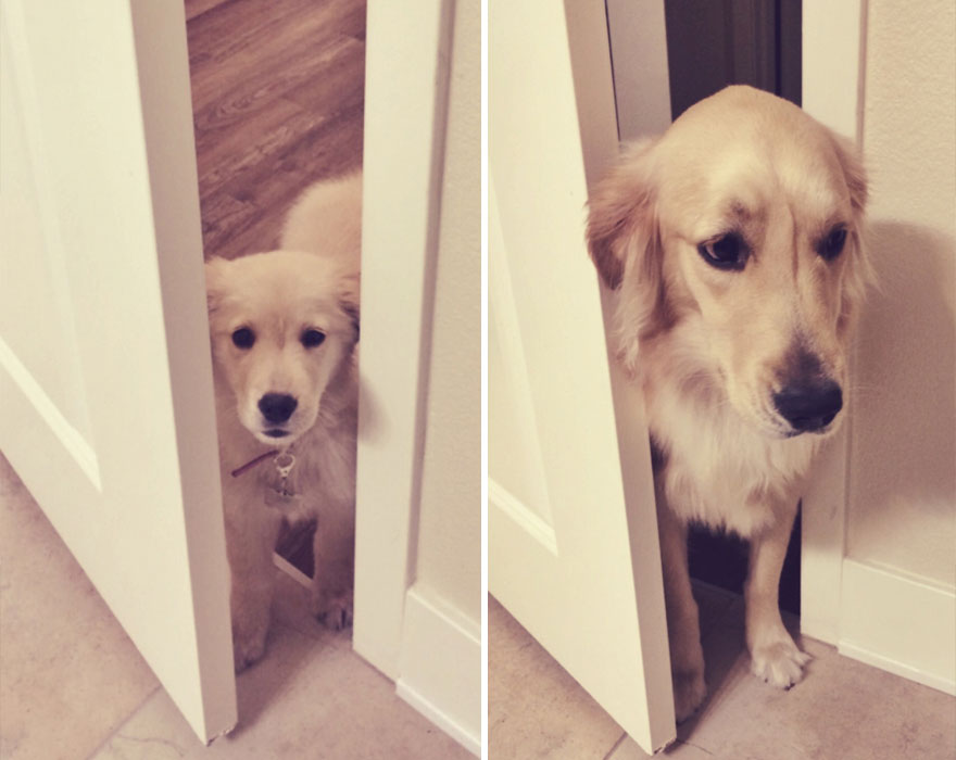Piccoli Cani Crescono: le Foto Prima e Dopo di Questi Dolcissimi Cuccioli