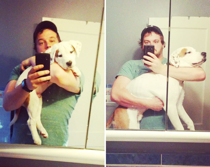 Piccoli Cani Crescono: le Foto Prima e Dopo di Questi Dolcissimi Cuccioli