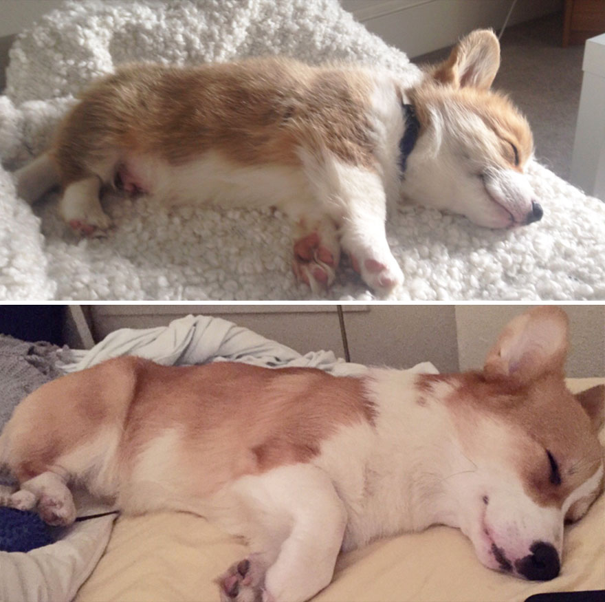 Piccoli Cani Crescono: le Foto Prima e Dopo di Questi Dolcissimi Cuccioli