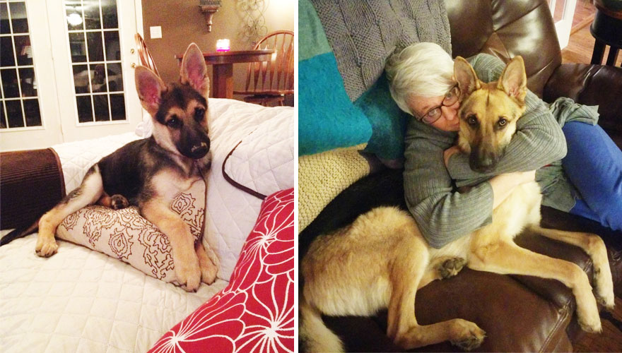 Piccoli Cani Crescono: le Foto Prima e Dopo di Questi Dolcissimi Cuccioli