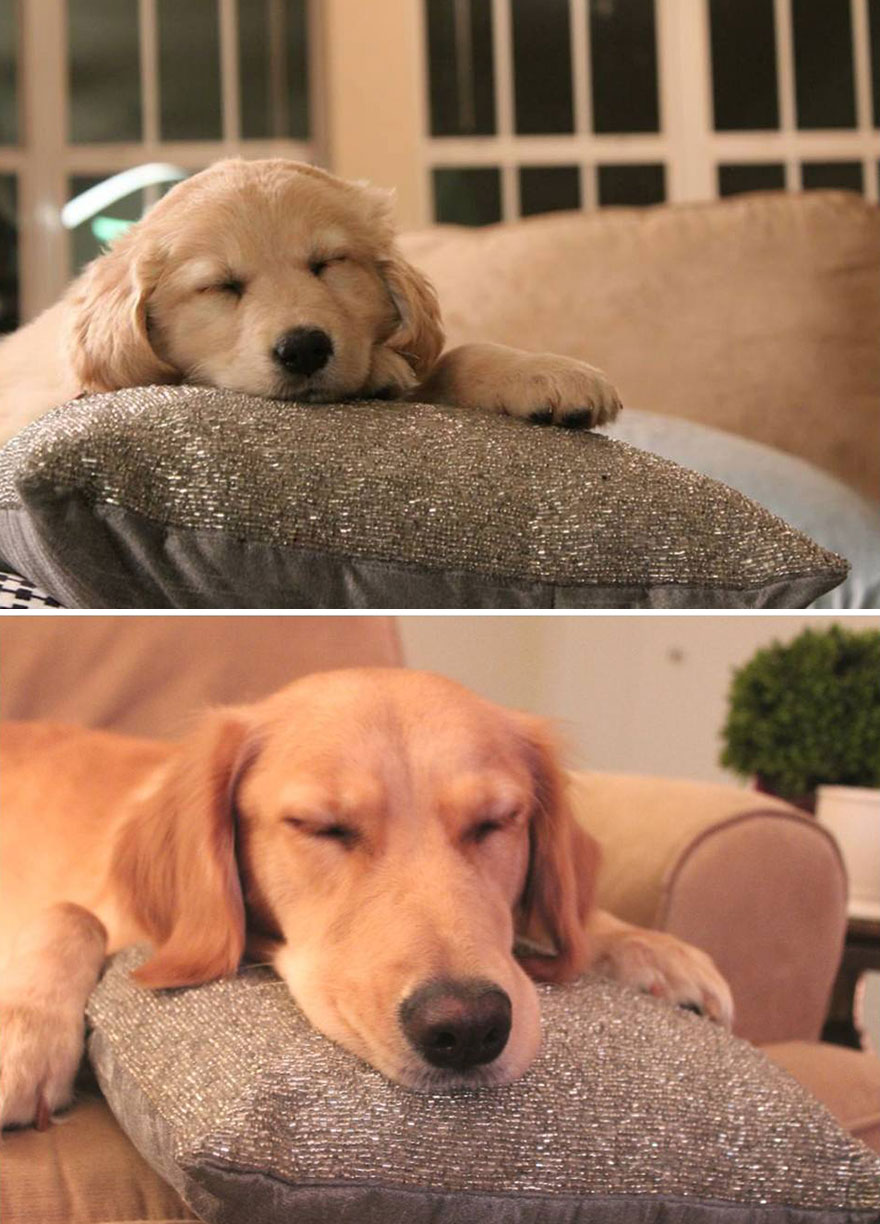 Piccoli Cani Crescono: le Foto Prima e Dopo di Questi Dolcissimi Cuccioli