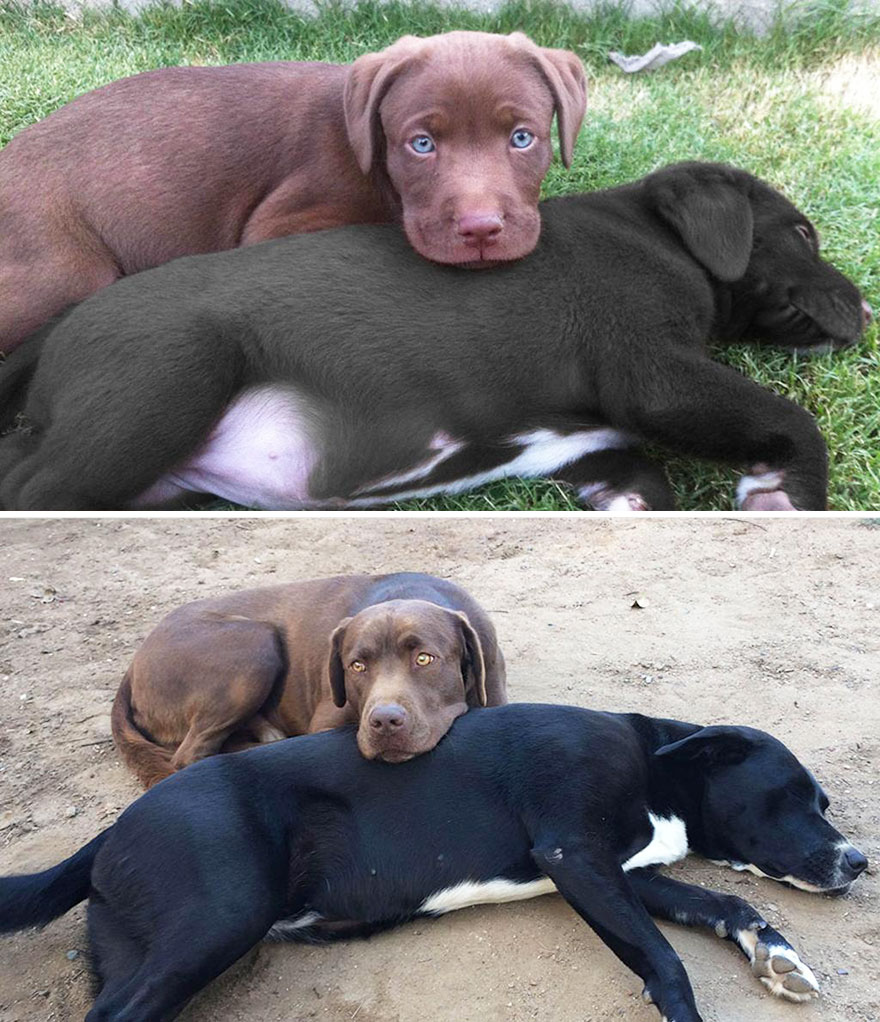 Piccoli Cani Crescono: le Foto Prima e Dopo di Questi Dolcissimi Cuccioli