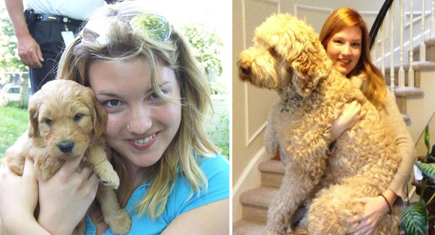 Piccoli Cani Crescono: le Foto Prima e Dopo di Questi Dolcissimi Cuccioli