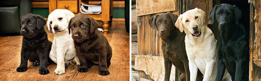 Piccoli Cani Crescono: le Foto Prima e Dopo di Questi Dolcissimi Cuccioli