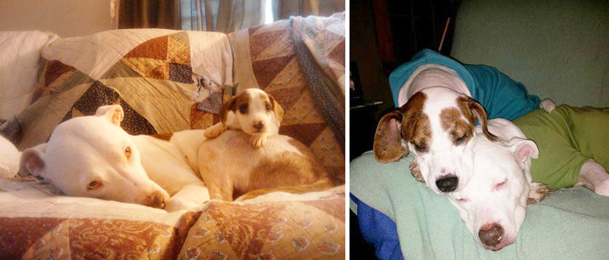 Piccoli Cani Crescono: le Foto Prima e Dopo di Questi Dolcissimi Cuccioli