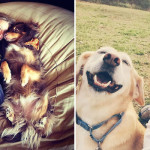 Animali e Padroni si Somigliano? Ecco 25 Foto Rivelatrici