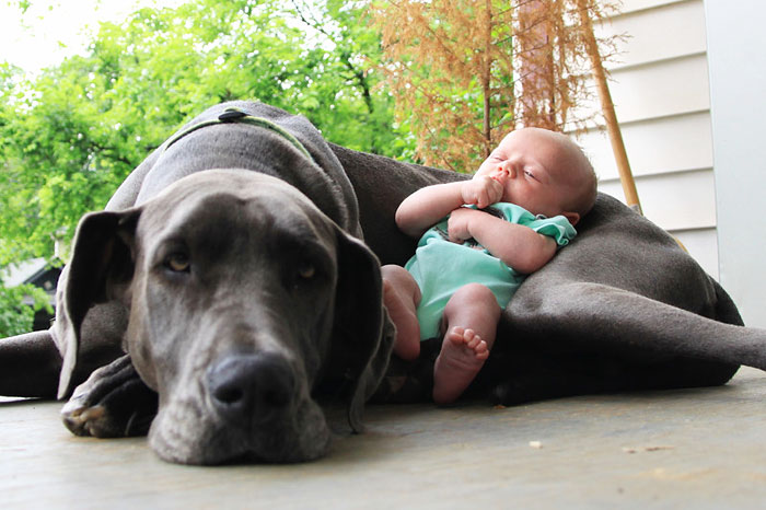 I Migliori Baby Sitter al Mondo? Sono i Cani, Eccone la Prova!