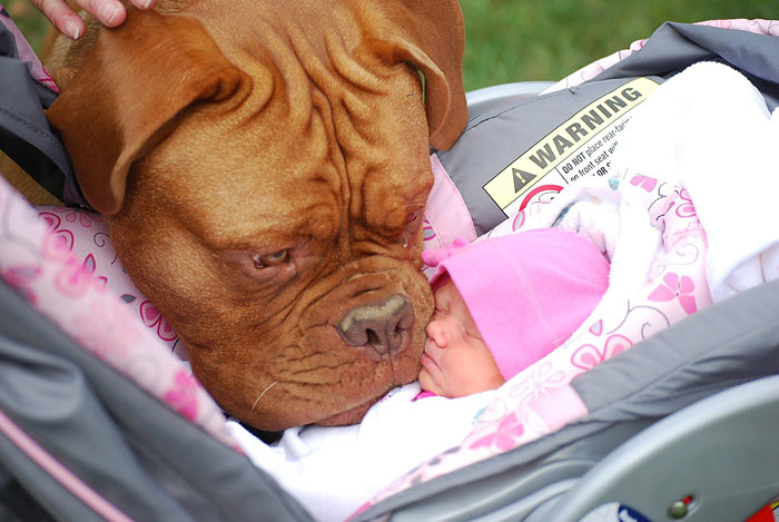 I Migliori Baby Sitter al Mondo? Sono i Cani, Eccone la Prova!