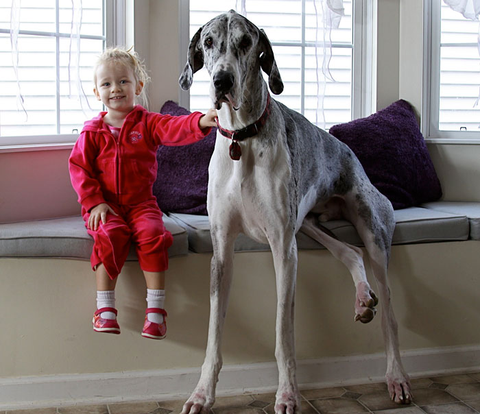 I Migliori Baby Sitter al Mondo? Sono i Cani, Eccone la Prova!