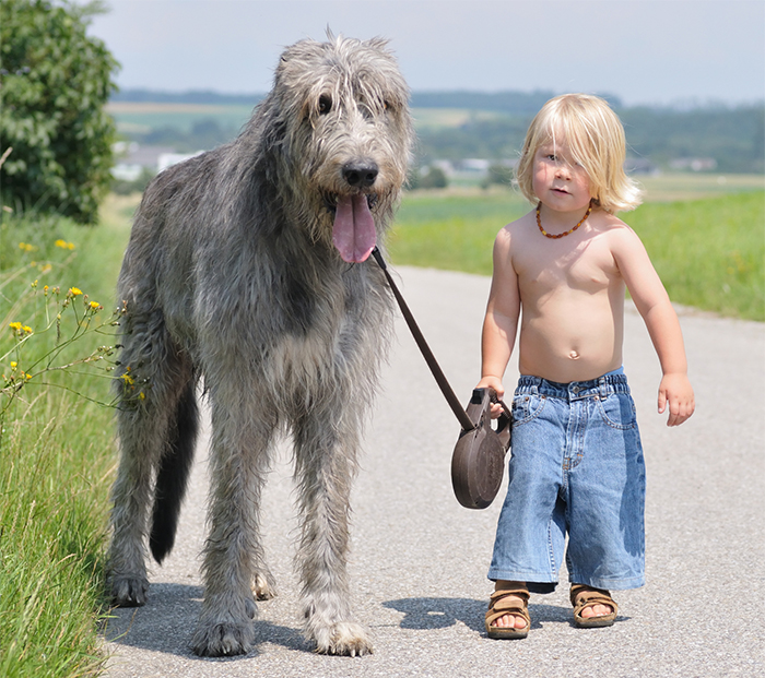 I Migliori Baby Sitter al Mondo? Sono i Cani, Eccone la Prova!