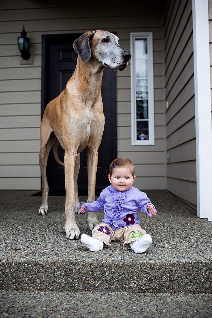 I Migliori Baby Sitter al Mondo? Sono i Cani, Eccone la Prova!