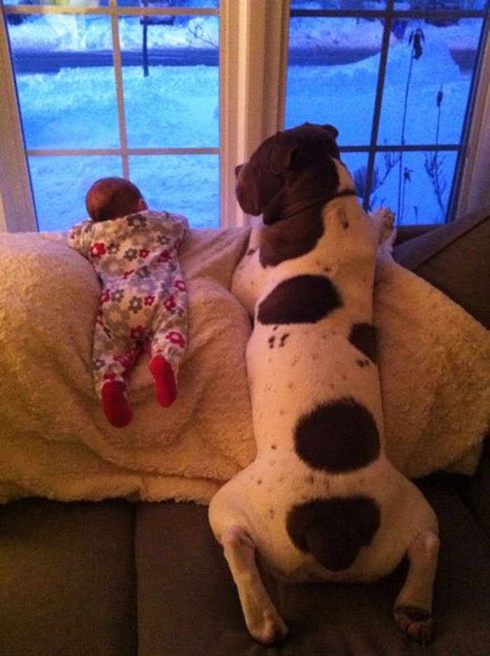 I Migliori Baby Sitter al Mondo? Sono i Cani, Eccone la Prova!