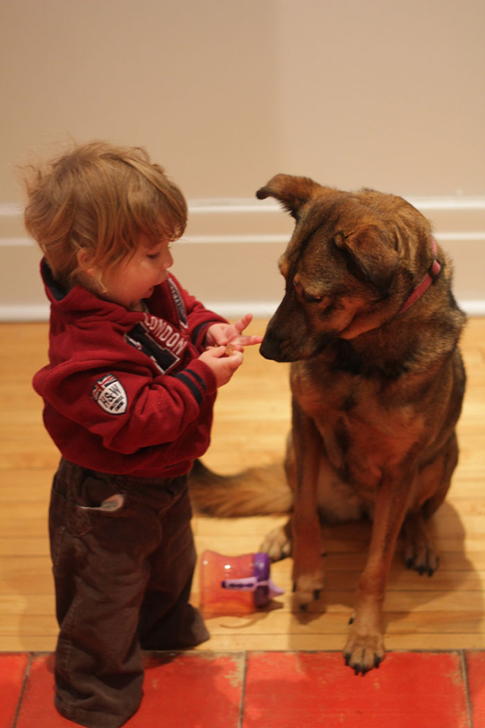 I Migliori Baby Sitter al Mondo? Sono i Cani, Eccone la Prova!