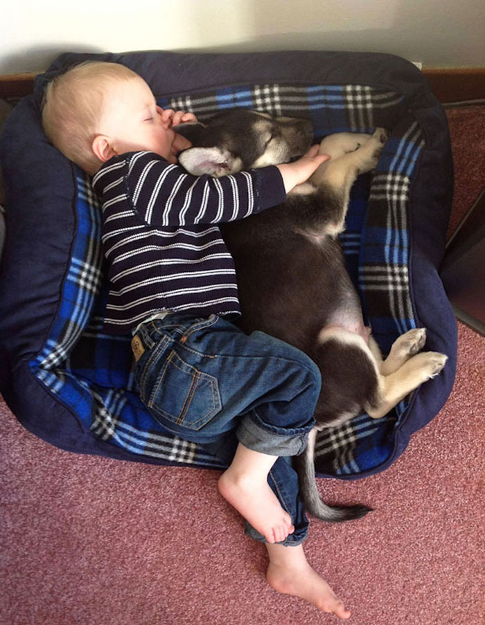 I Migliori Baby Sitter al Mondo? Sono i Cani, Eccone la Prova!
