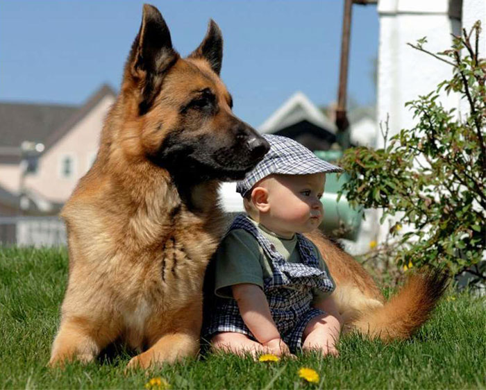 I Migliori Baby Sitter al Mondo? Sono i Cani, Eccone la Prova!