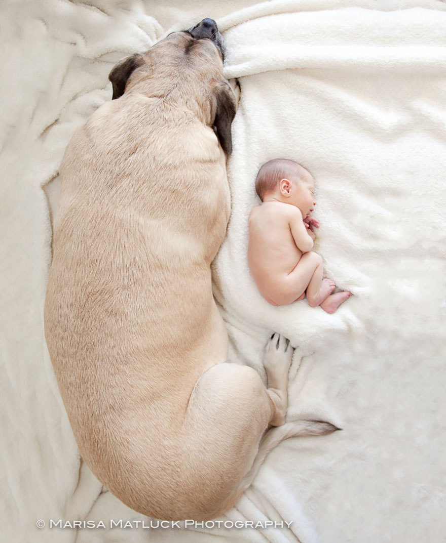 I Migliori Baby Sitter al Mondo? Sono i Cani, Eccone la Prova!