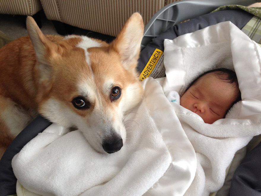 I Migliori Baby Sitter al Mondo? Sono i Cani, Eccone la Prova!