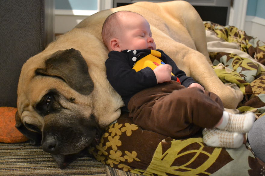 I Migliori Baby Sitter al Mondo? Sono i Cani, Eccone la Prova!