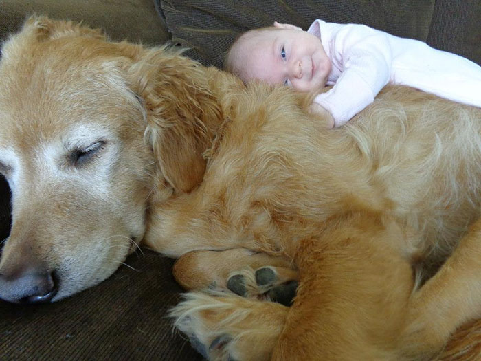 I Migliori Baby Sitter al Mondo? Sono i Cani, Eccone la Prova!
