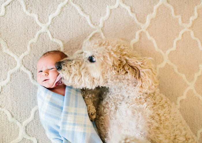 I Migliori Baby Sitter al Mondo? Sono i Cani, Eccone la Prova!