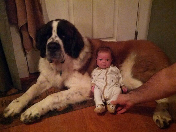 I Migliori Baby Sitter al Mondo? Sono i Cani, Eccone la Prova!
