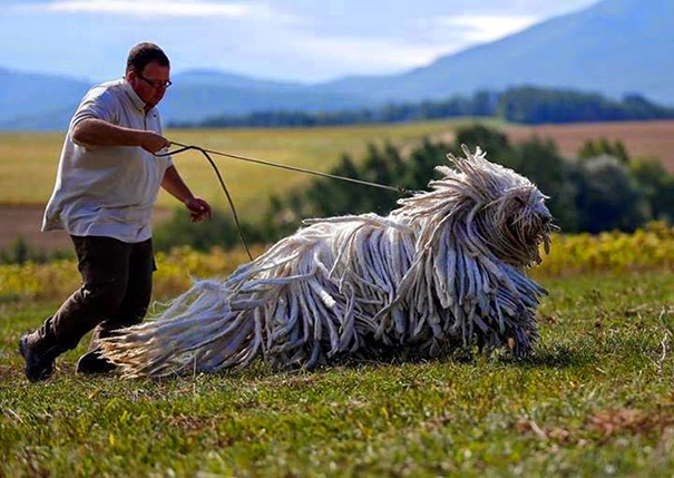 30 Buffe Foto di Cani che Non Sanno di Essere Enormi