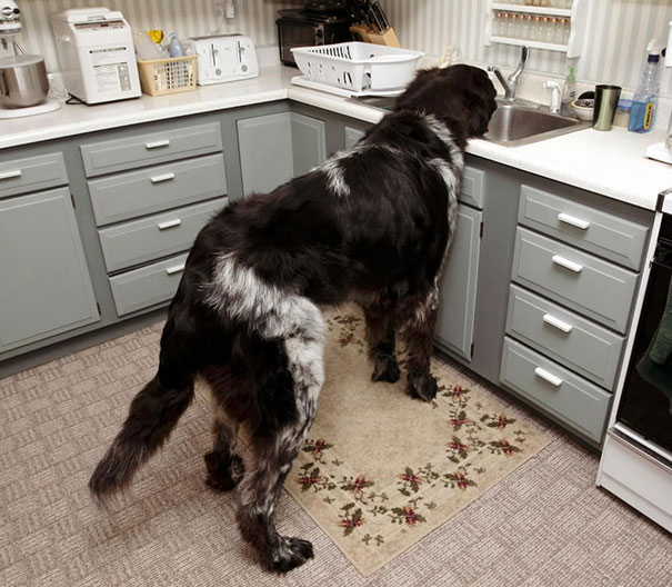 30 Buffe Foto di Cani che Non Sanno di Essere Enormi