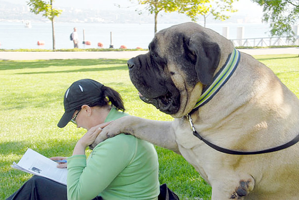 30 Buffe Foto di Cani che Non Sanno di Essere Enormi