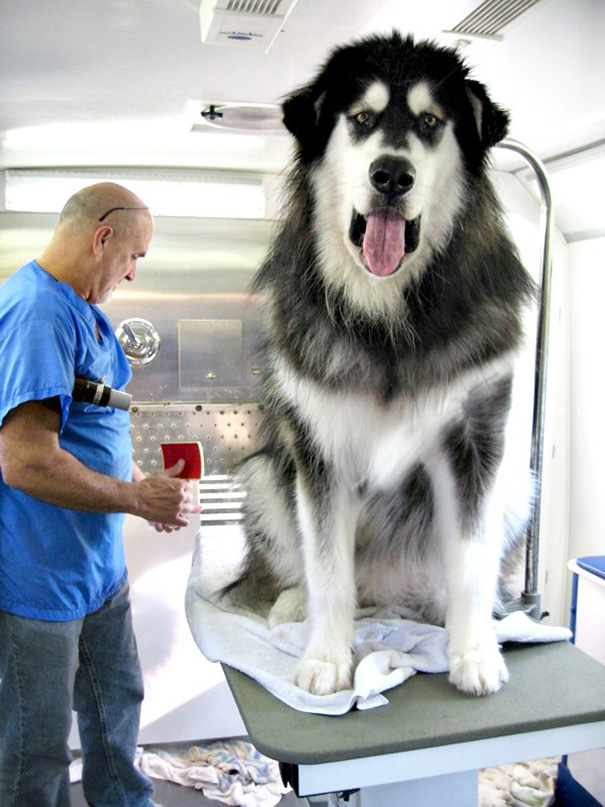 30 Buffe Foto di Cani che Non Sanno di Essere Enormi