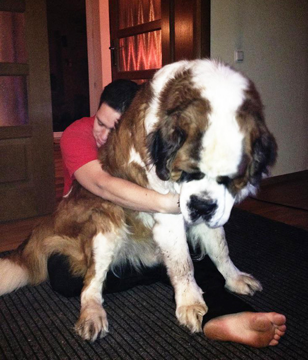 30 Buffe Foto di Cani che Non Sanno di Essere Enormi