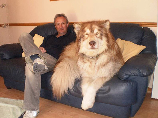 30 Buffe Foto di Cani che Non Sanno di Essere Enormi