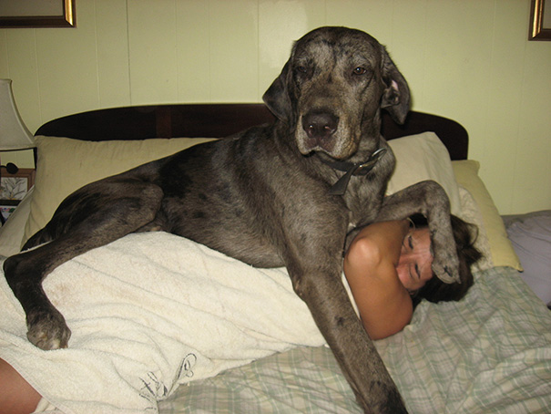 30 Buffe Foto di Cani che Non Sanno di Essere Enormi