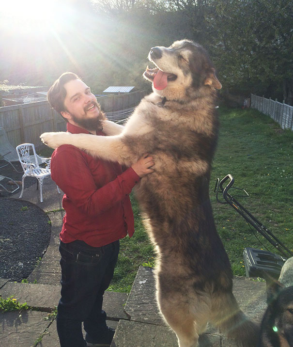 30 Buffe Foto di Cani che Non Sanno di Essere Enormi
