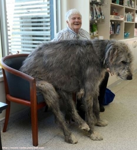 30 Buffe Foto di Cani che Non Sanno di Essere Enormi