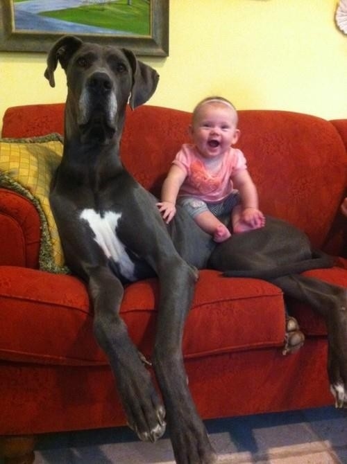30 Buffe Foto di Cani che Non Sanno di Essere Enormi
